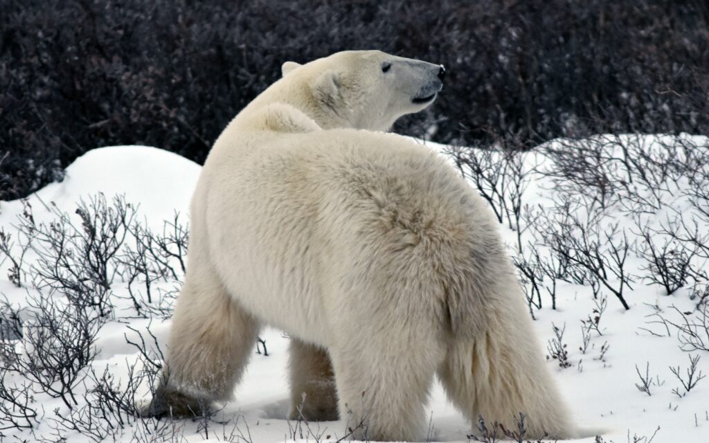 Polar bear
